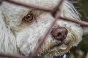 PERSONAS QUE AGREDEN A LOS ANIMALES