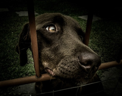 PERSONAS QUE AGREDEN A LOS ANIMALES