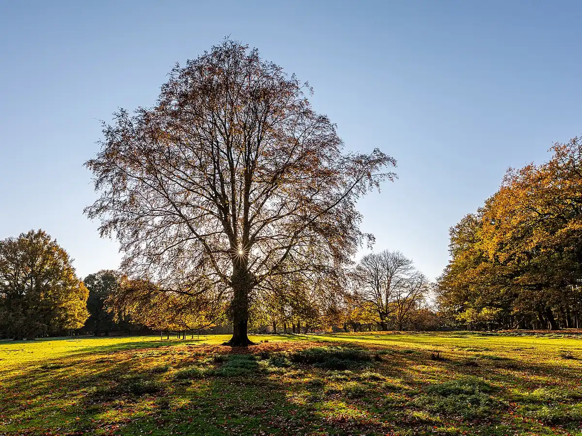 Astenia otoñal: árbol con hojas doradas en un parque soleado de otoño