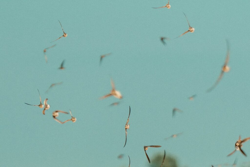 Golondrinas volando en el cielo